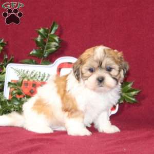 Alyssa, Teddy Bear Puppy